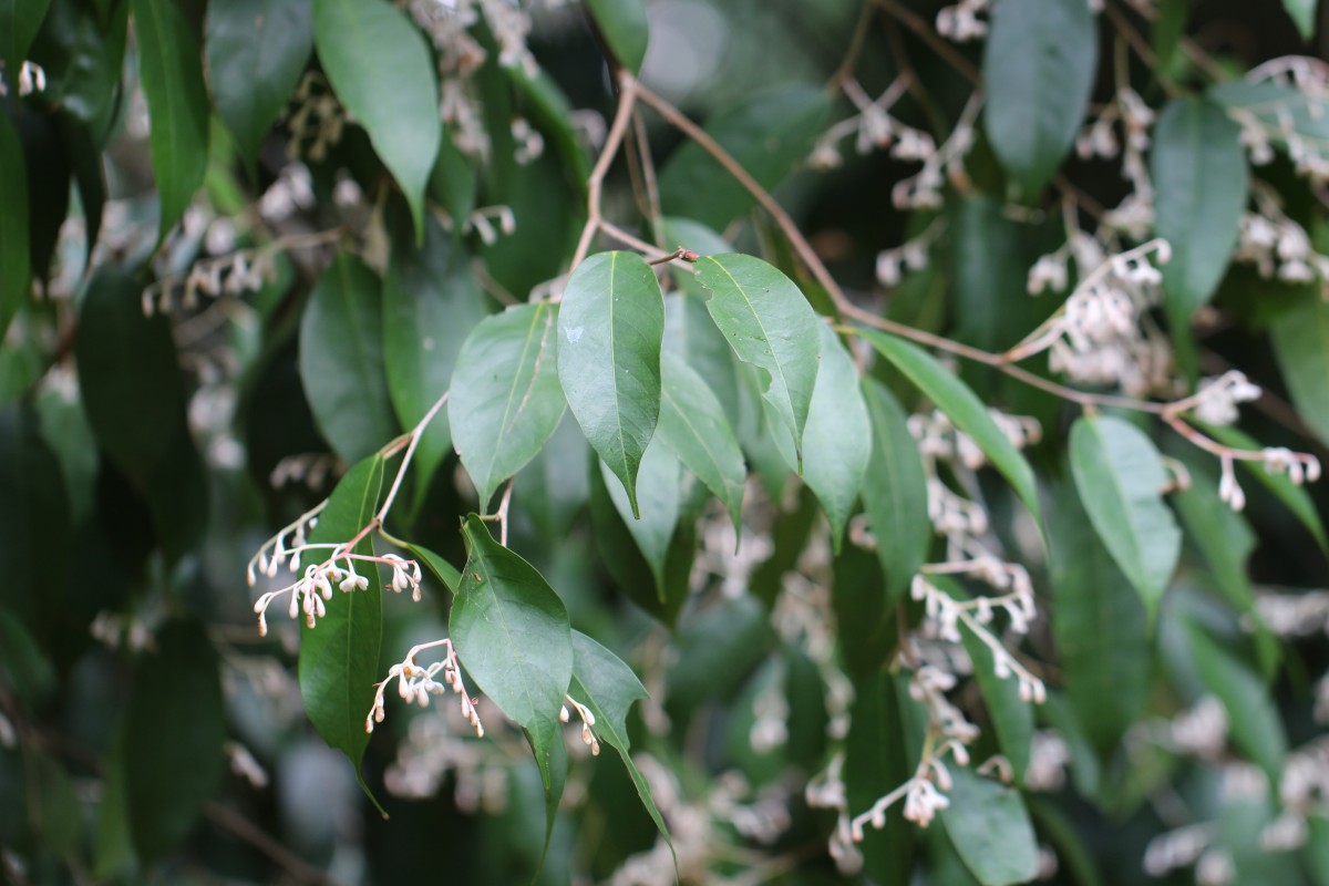 Doona cordifolia Thwaites